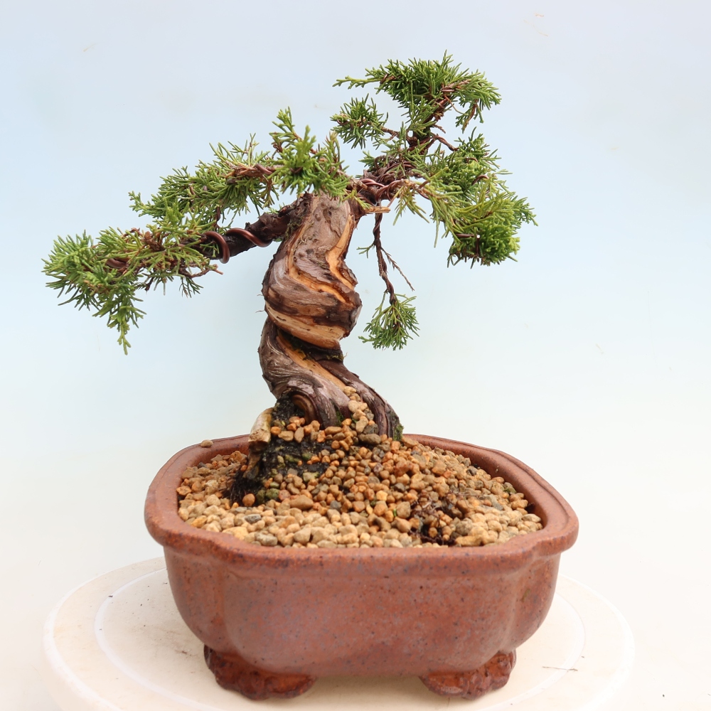Kültéri bonsai - Juniperus chinensis Itoigawa-Juniperus chinensis