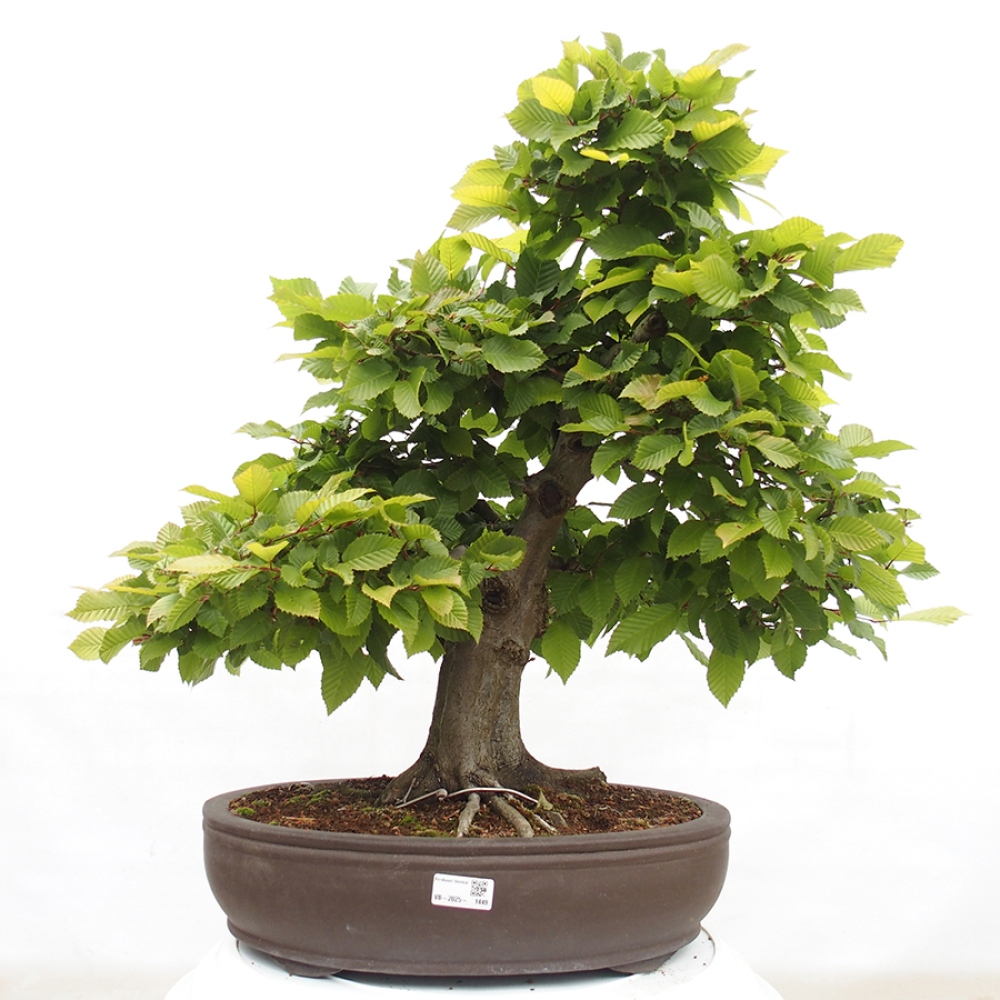 Kültéri bonsai - gyertyán - Carpinus betulus