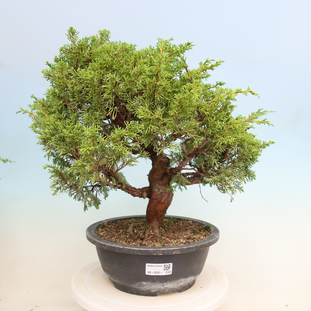 Kültéri bonsai - Juniperus chinensis Itoigawa-Juniperus chinensis