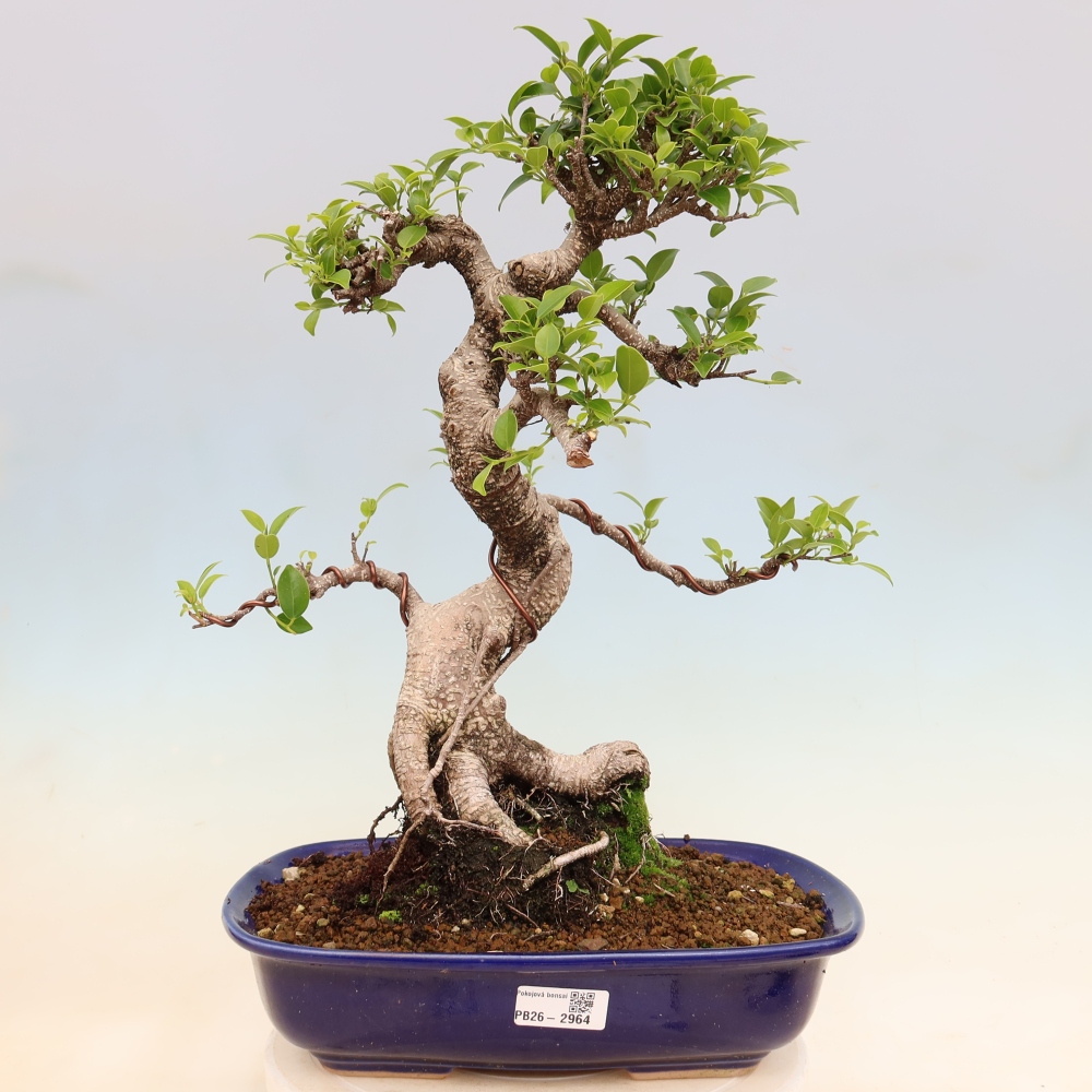 Szobai bonsai - Ficus kimmen - kislevelű fikusz