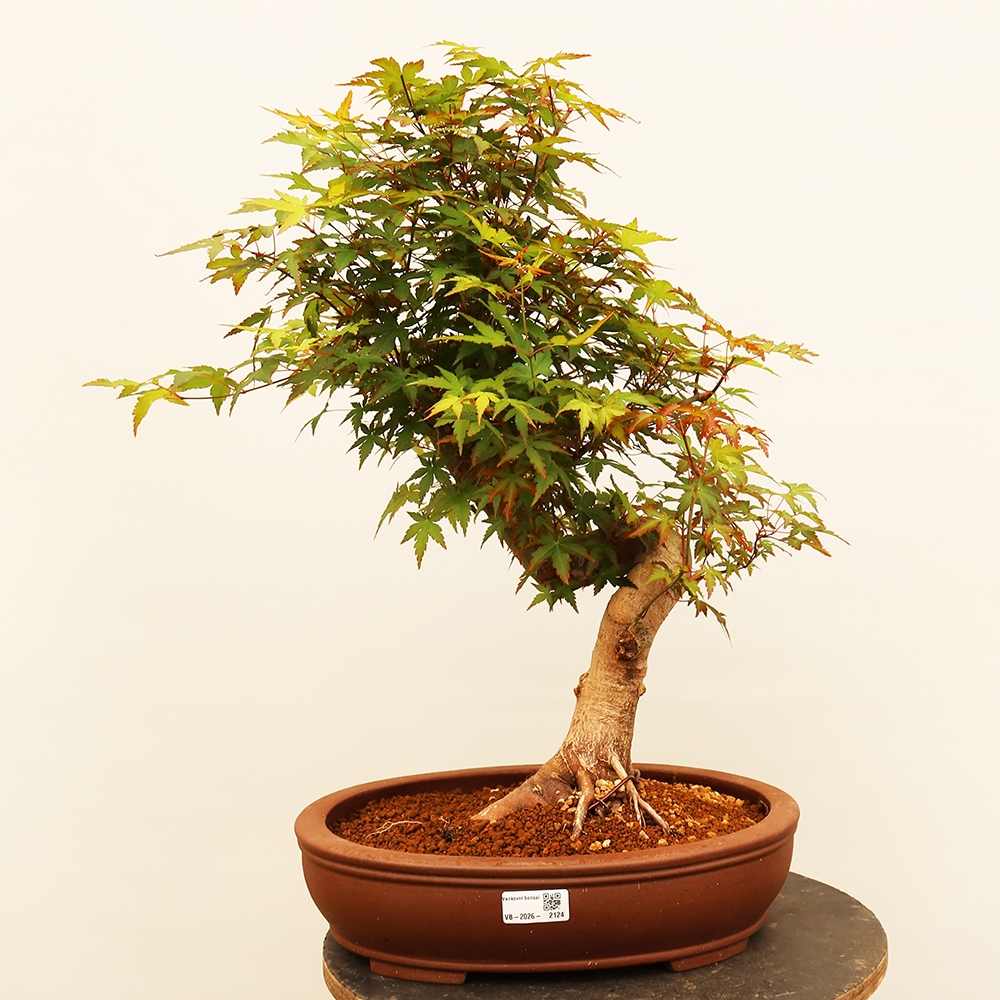 Kültéri bonsai - Maple palmatum - Pálmák