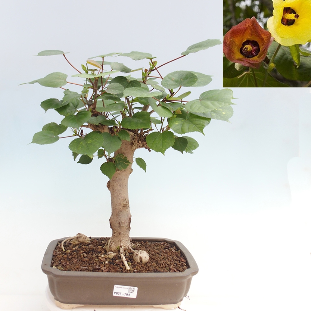 Beltéri bonsai - Hibiscus tiliaceus - tengeri hibiszkusz