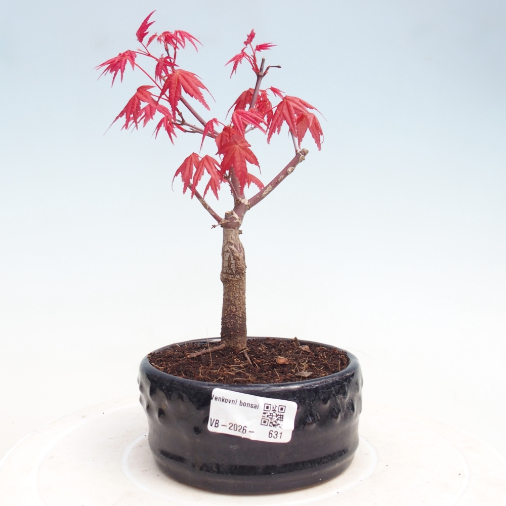Kültéri bonsai - Acer palmatum DESHOJO