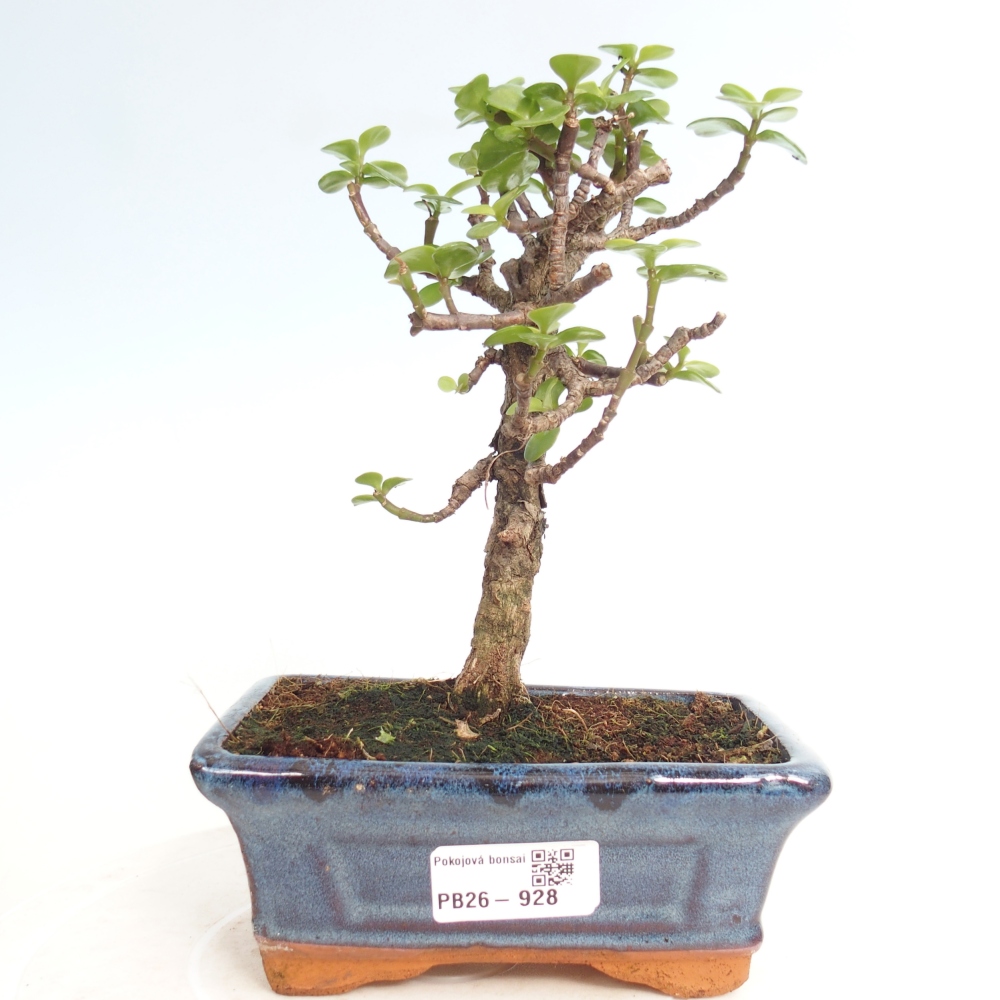Szoba bonsai - Portulakaria Afra - Tlustice