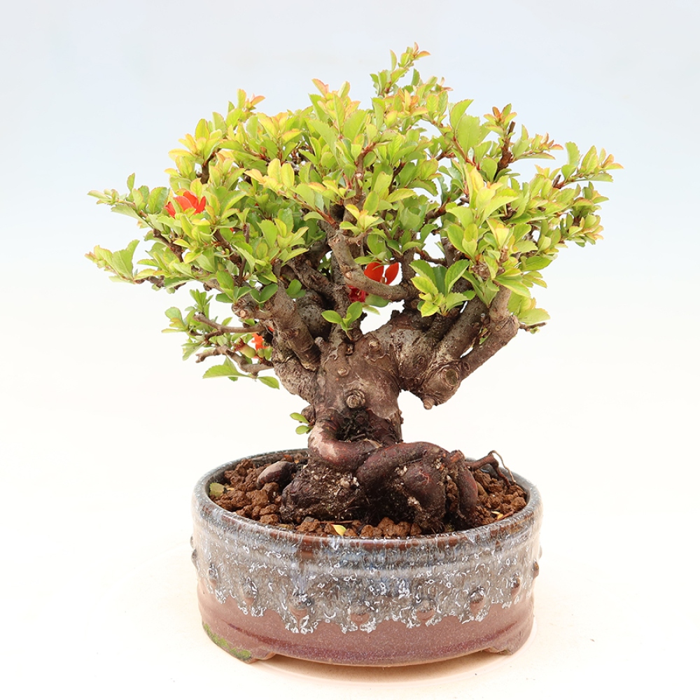 Kültéri bonsai - Chaneomeles speciosa Chojubai