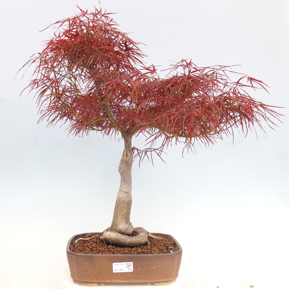 Kültéri bonsai - Acer palmatum RED PYGMY