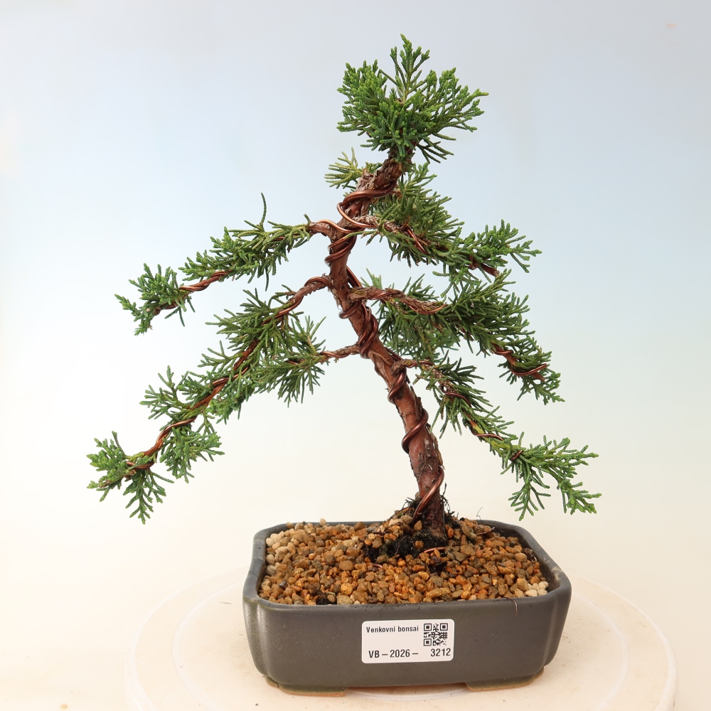 Kültéri bonsai - Juniperus chinensis Kishu