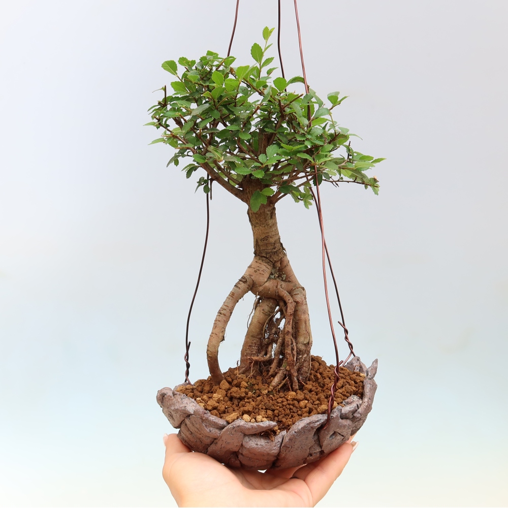 Kokedama a kerámiában -Ulmus parvifolia- kislevelű szilfa