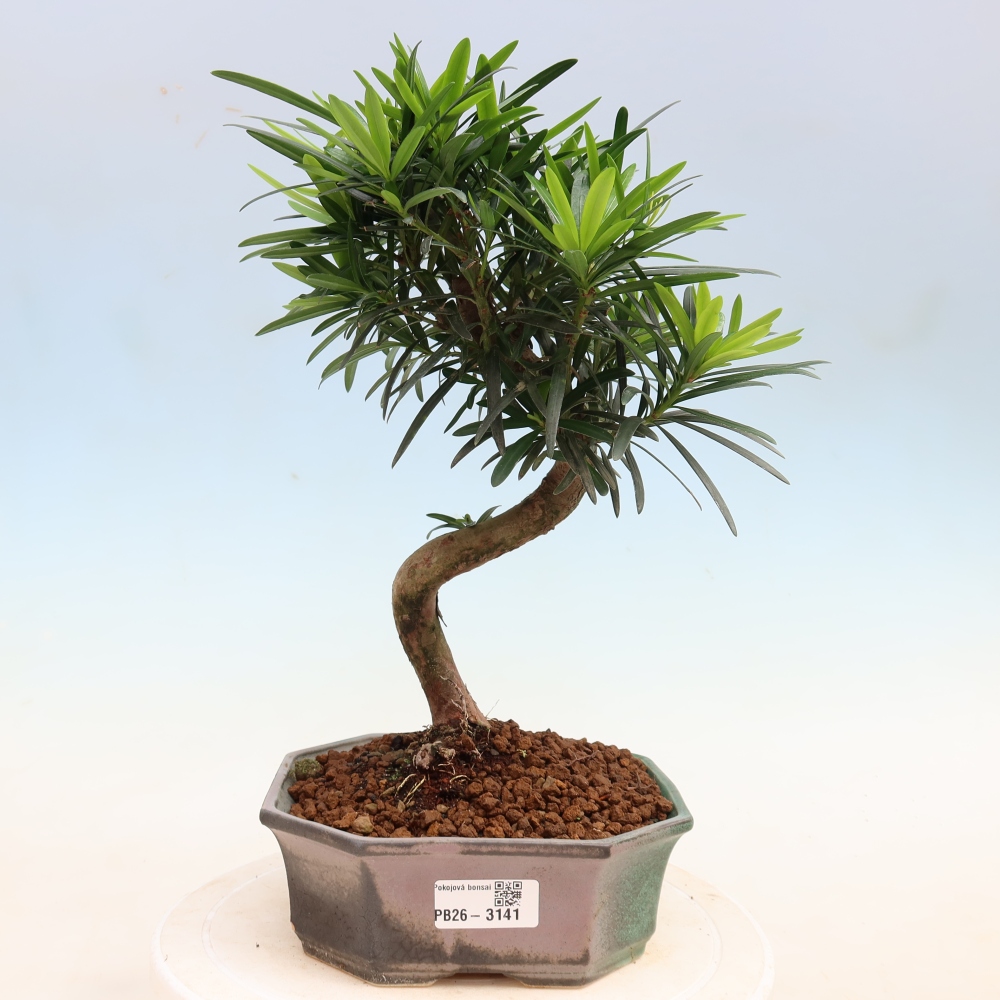 Szobai bonsai - Podocarpus - Kőtiszafa