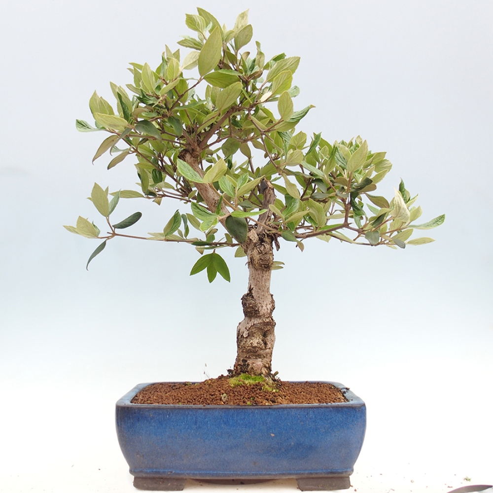 Kültéri bonsai-Kalina Bodnanská - Viburum carlesii hemsi