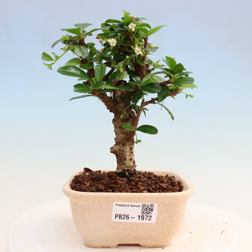 Szobai bonsai - Carmona macrophylla - Tea fuki
