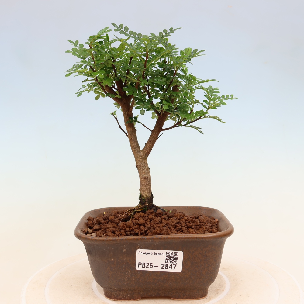 Szobai bonsai - Zantoxylum piperitum - borsfa