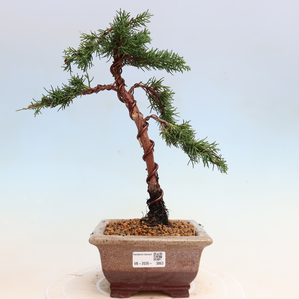 Kültéri bonsai - Juniperus chinensis Kishu