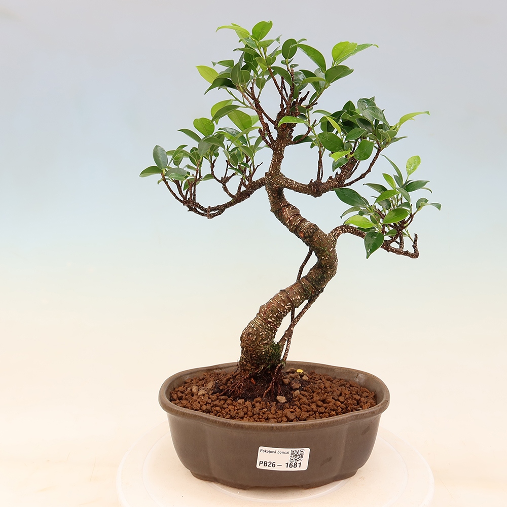 Szobai bonsai - Ficus retusa - kislevelű fikusz