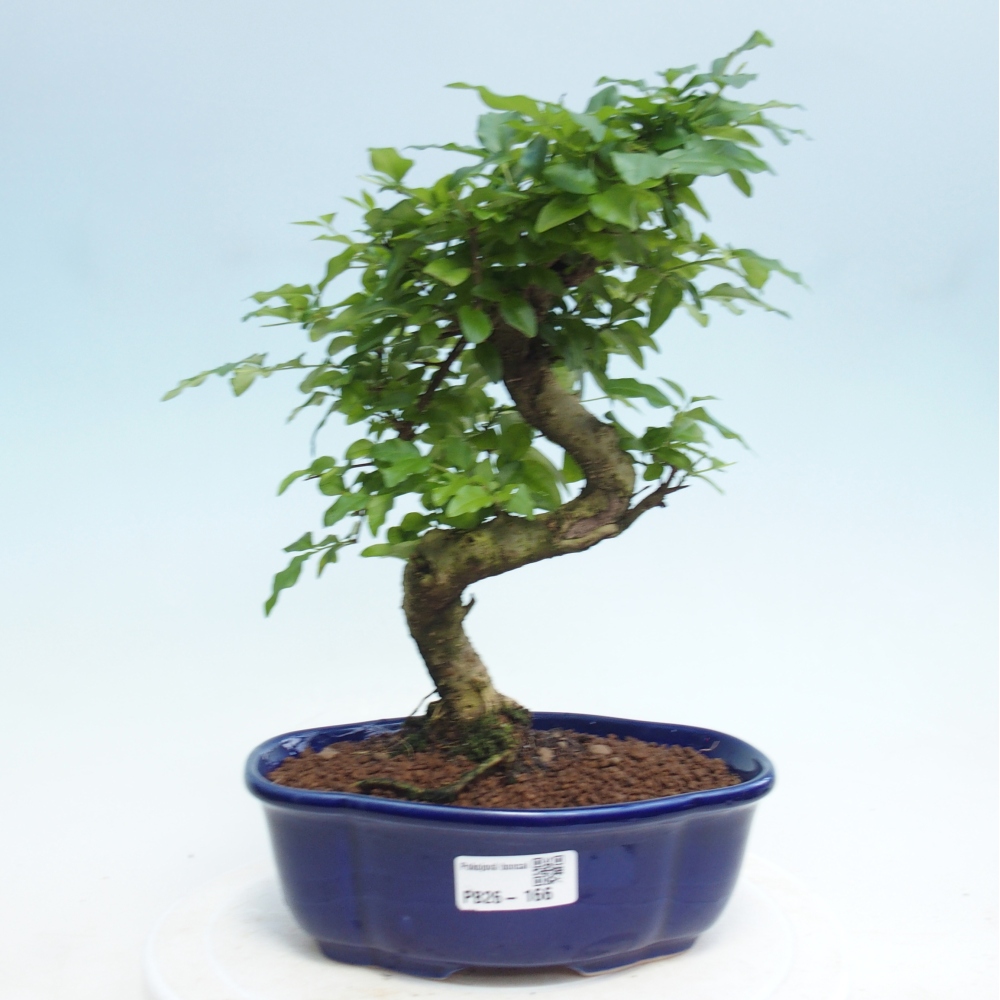 Szobai bonsai -Ligustrum retusa - kislevelű madárcsőrű
