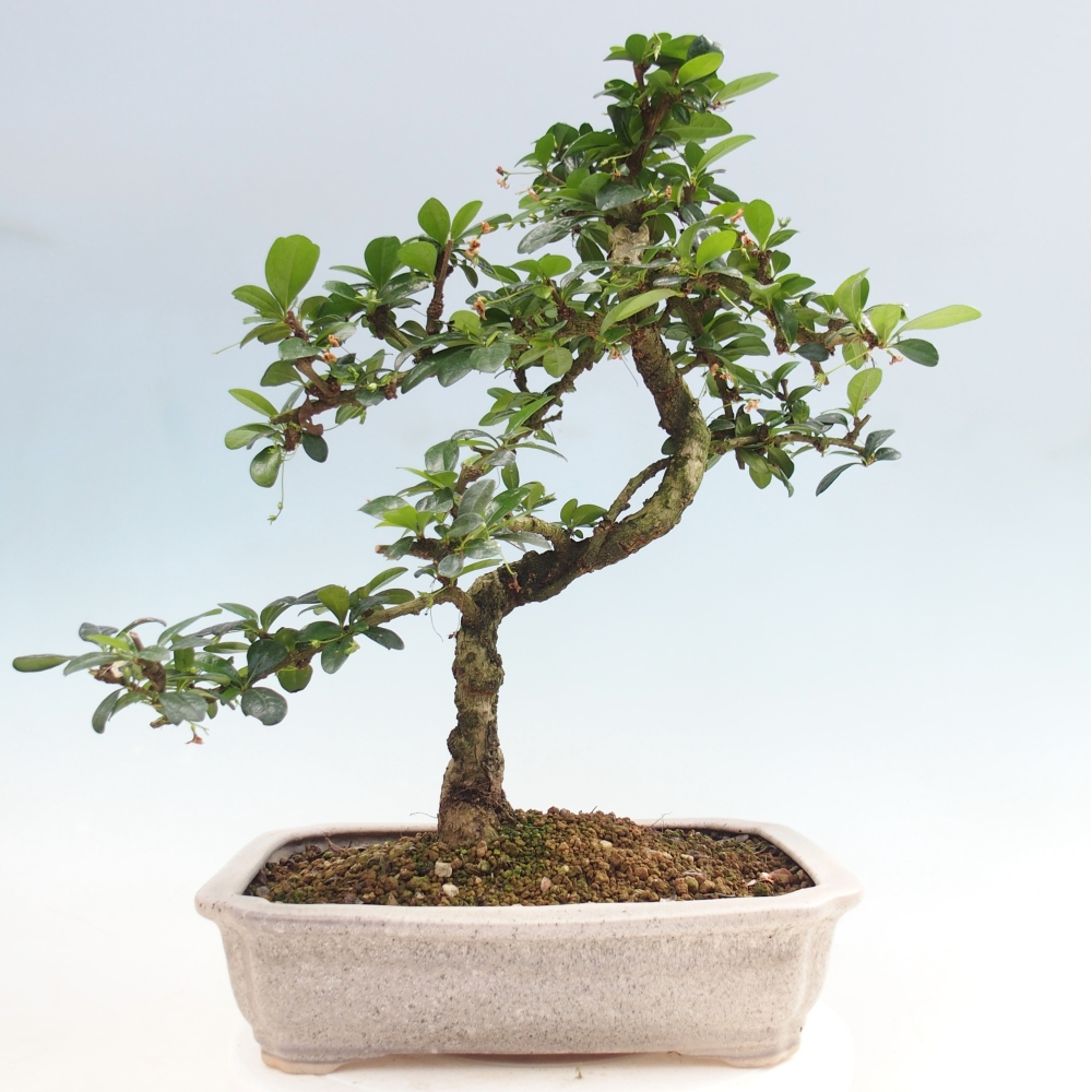 Szobai bonsai - Carmona macrophylla - Tea fuki