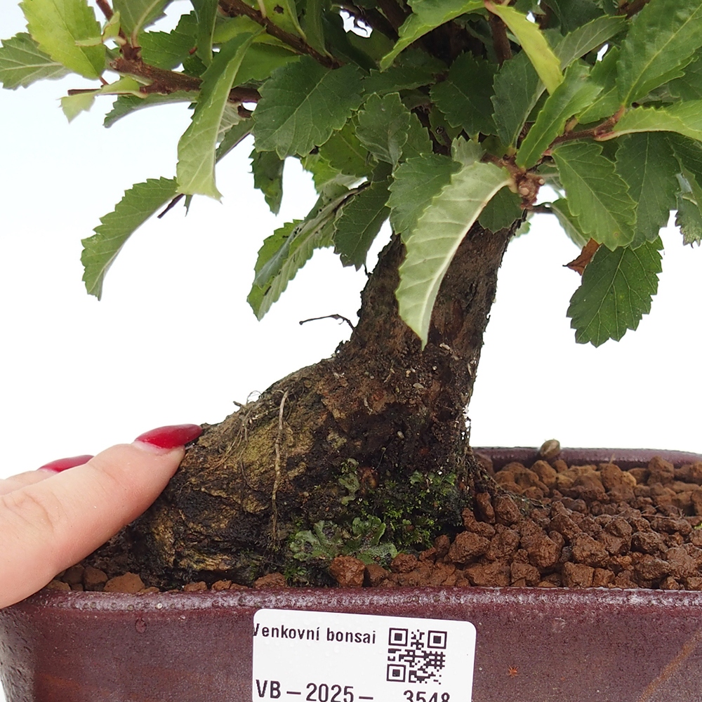 Kültéri bonsai - Zelkova - Zelkova NIRE