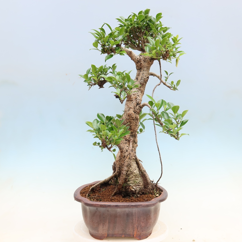 Szobai bonsai - Ficus kimmen - kislevelű fikusz