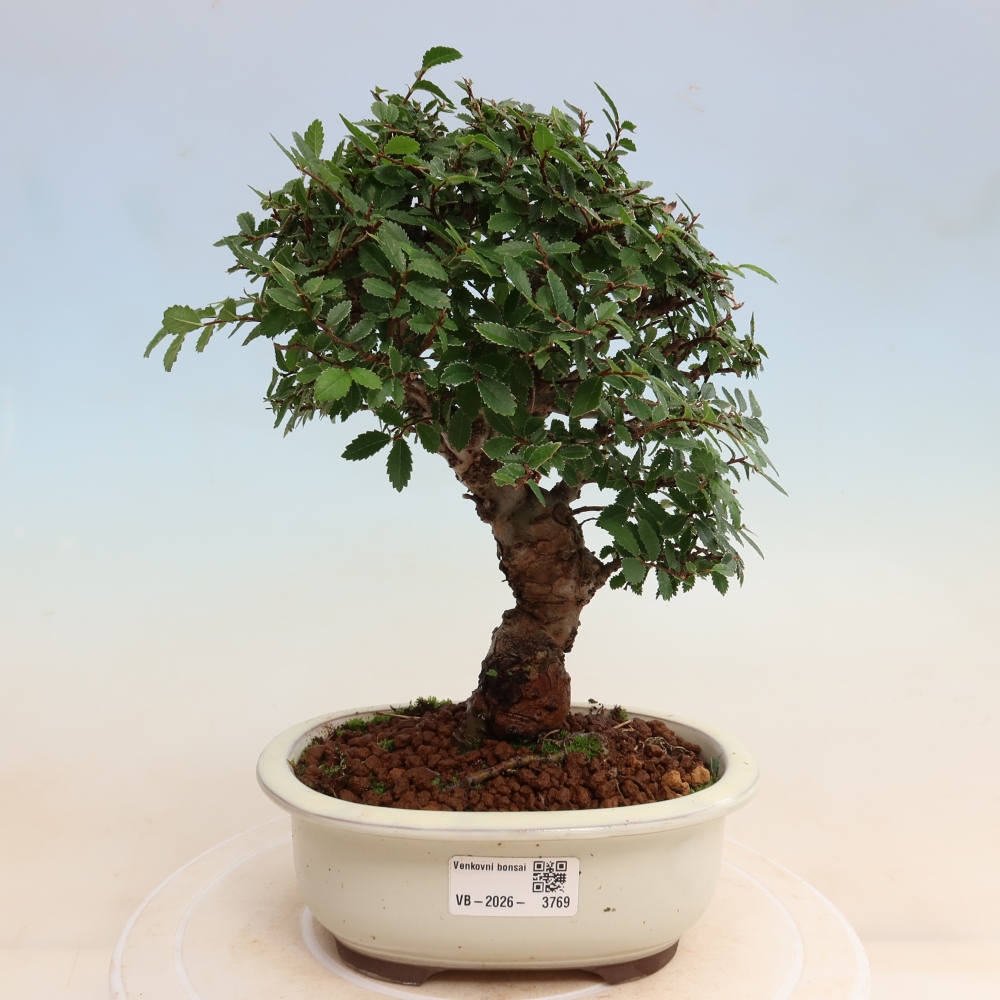 Kültéri bonsai - Zelkova - Zelkova NIRE
