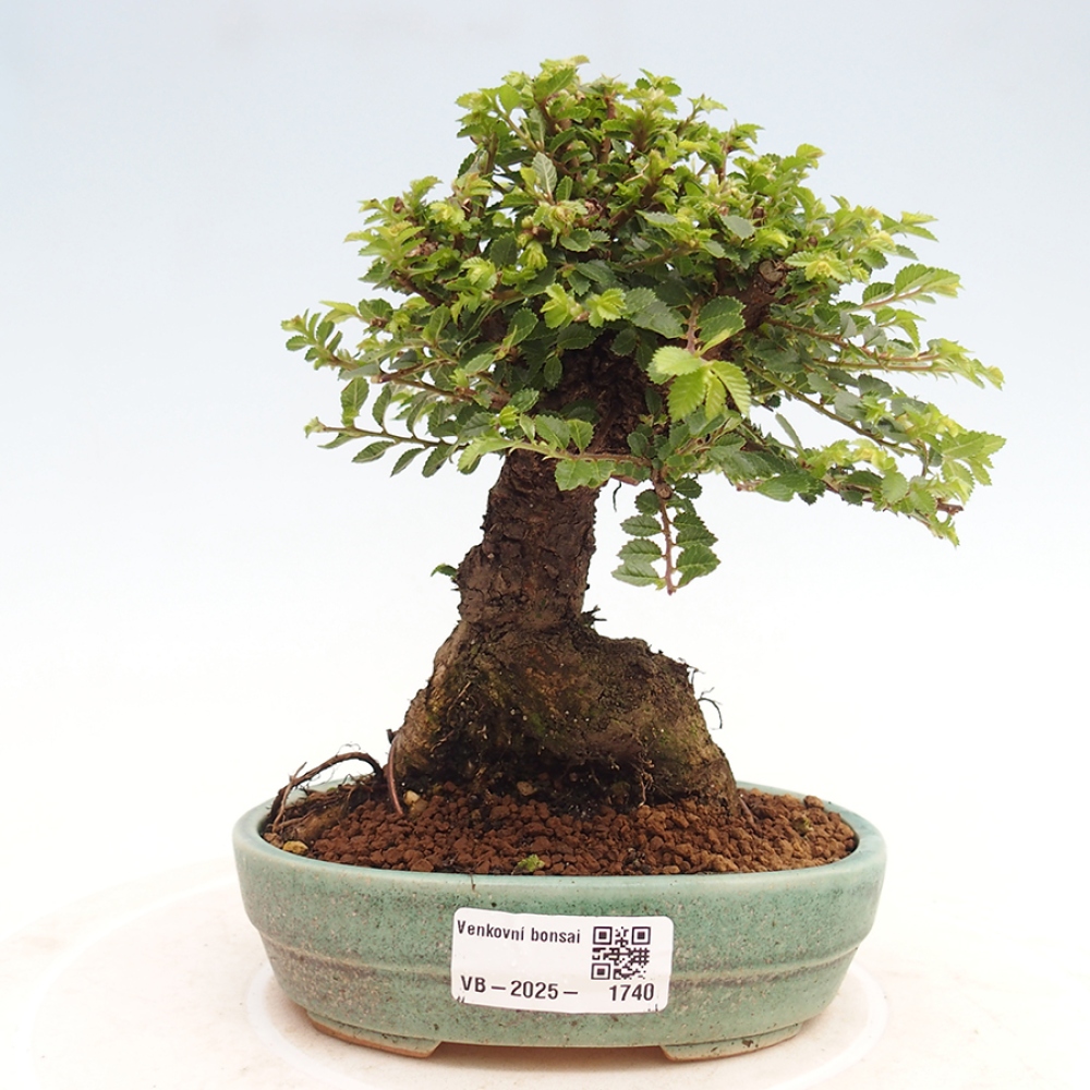 Kültéri bonsai - Ulmus parvifolia Hokkaido - Kínai szil - Ulmus parvifolia Hokkaido