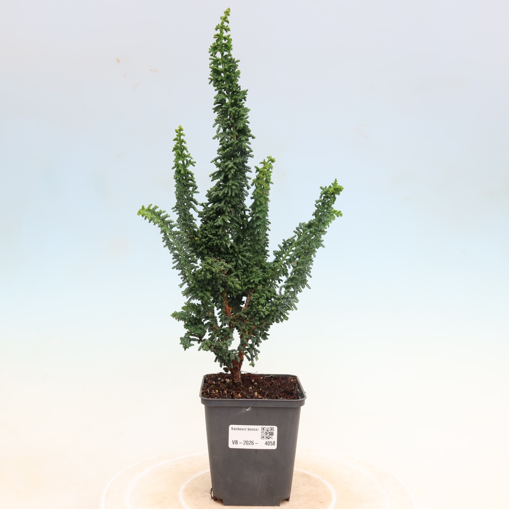 Kültéri bonsai - Cham. obtusa SEKKA HINOKI - Cifra ciprus