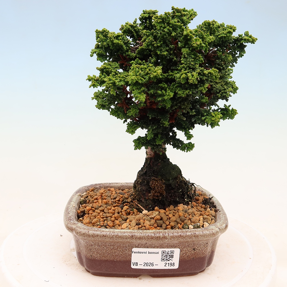 Kültéri bonsai - Cham. obtusa SEKKA HINOKI - Cifra ciprus