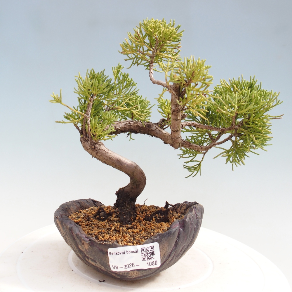Kültéri bonsai - Juniperus chinensis Kishu