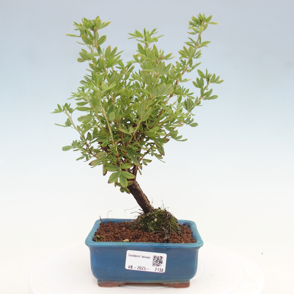Kültéri bonsai - Potentila fruticosa sárga Bird