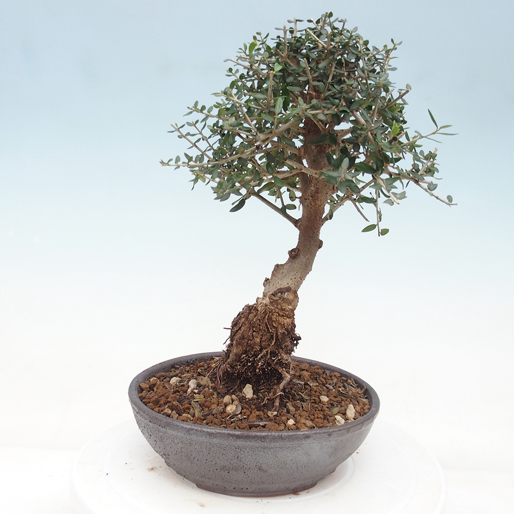 Beltéri bonsai - Olea europaea sylvestris