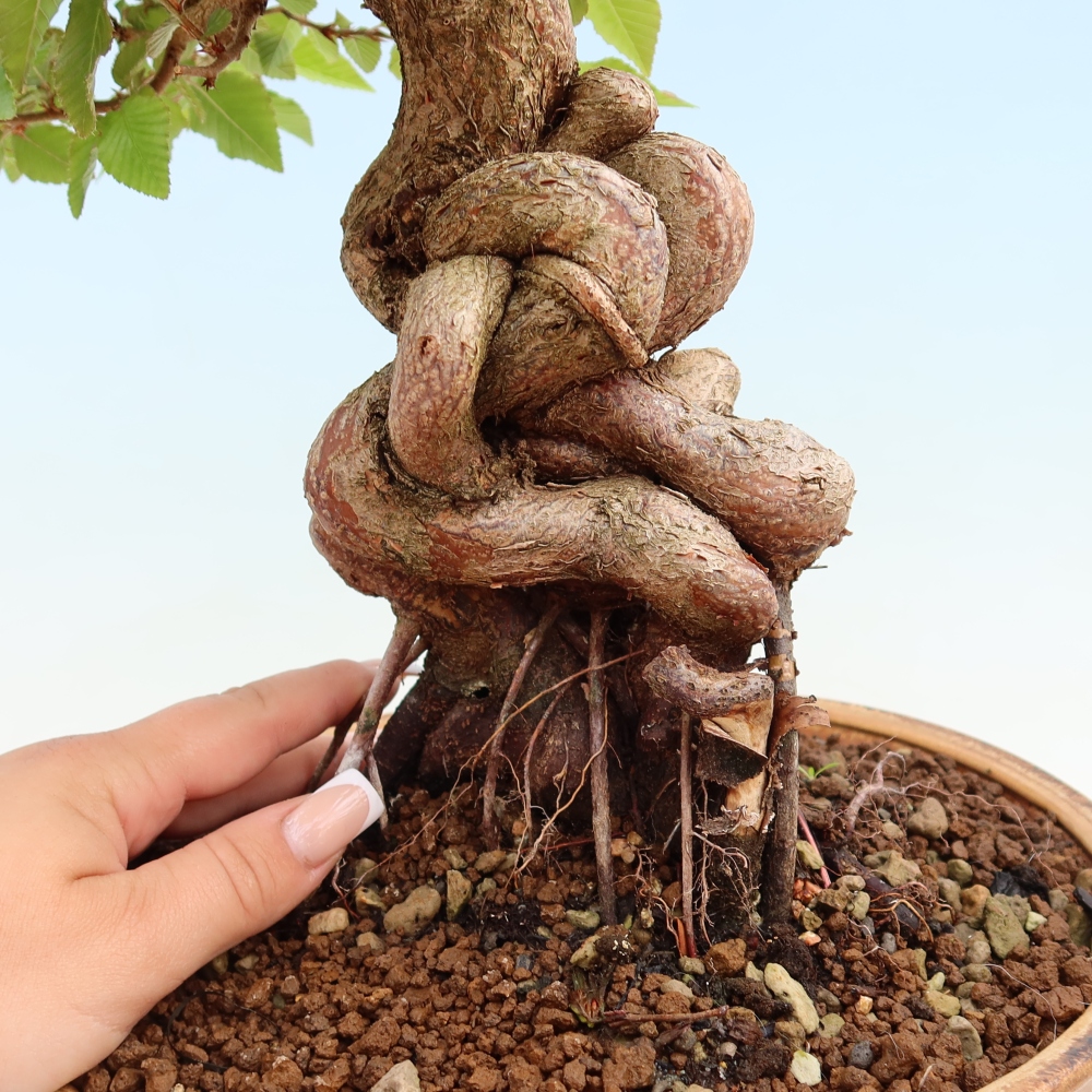 Kültéri bonsai -Carpinus Coreana - Koreai gyertyánfa