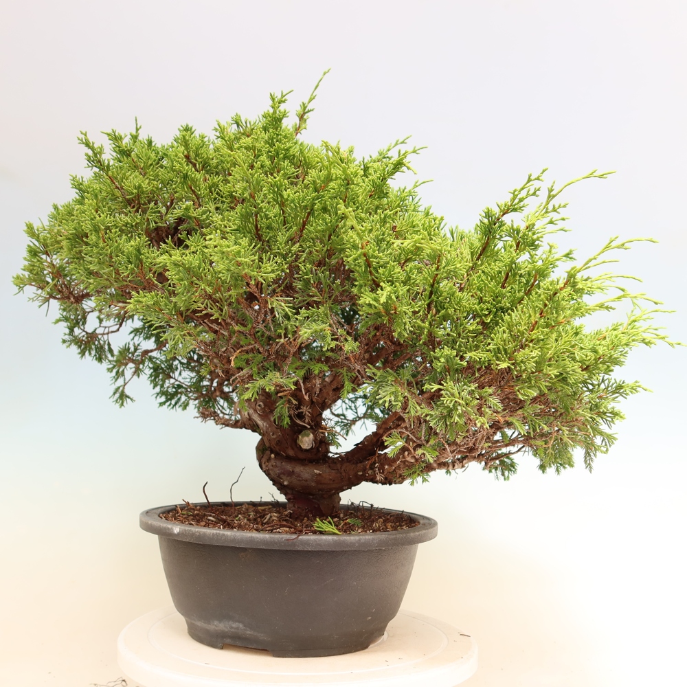 Kültéri bonsai - Juniperus chinensis Itoigawa-Juniperus chinensis