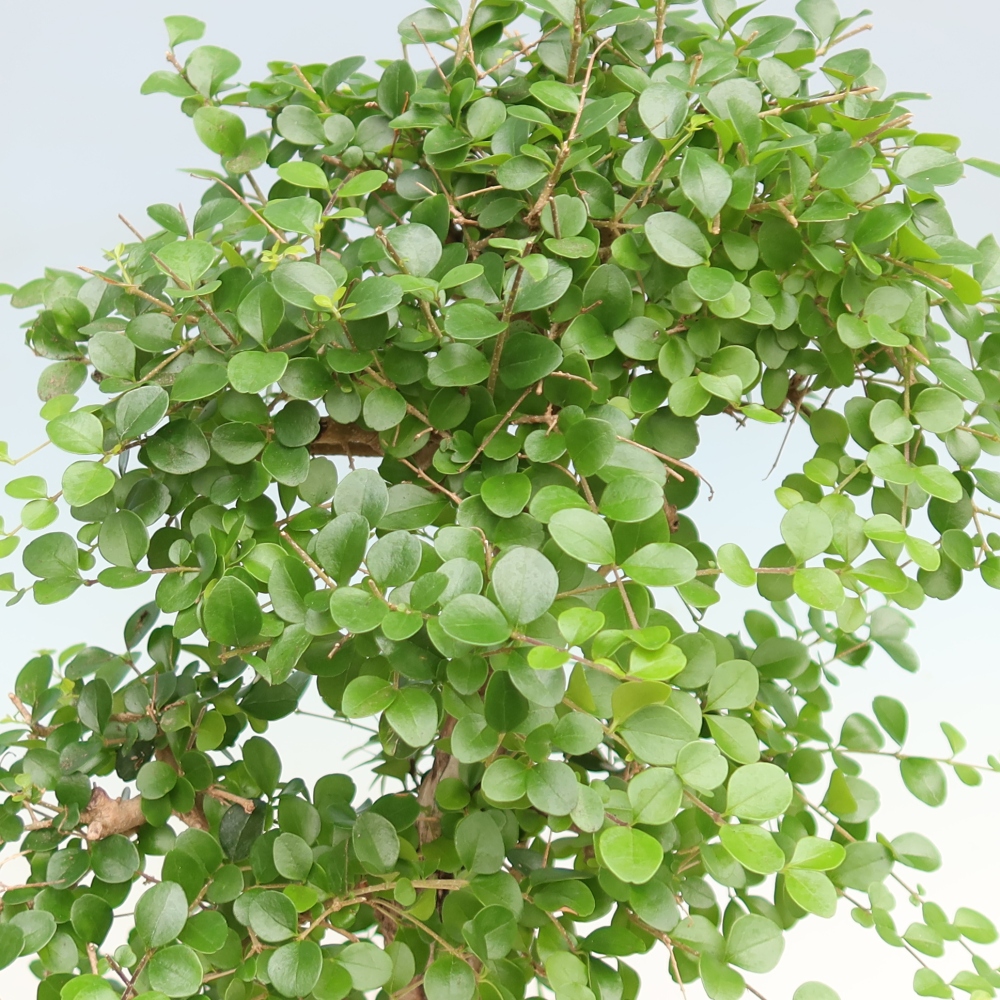 Szobai bonsai -Ligustrum retusa - kislevelű madárcsőrű