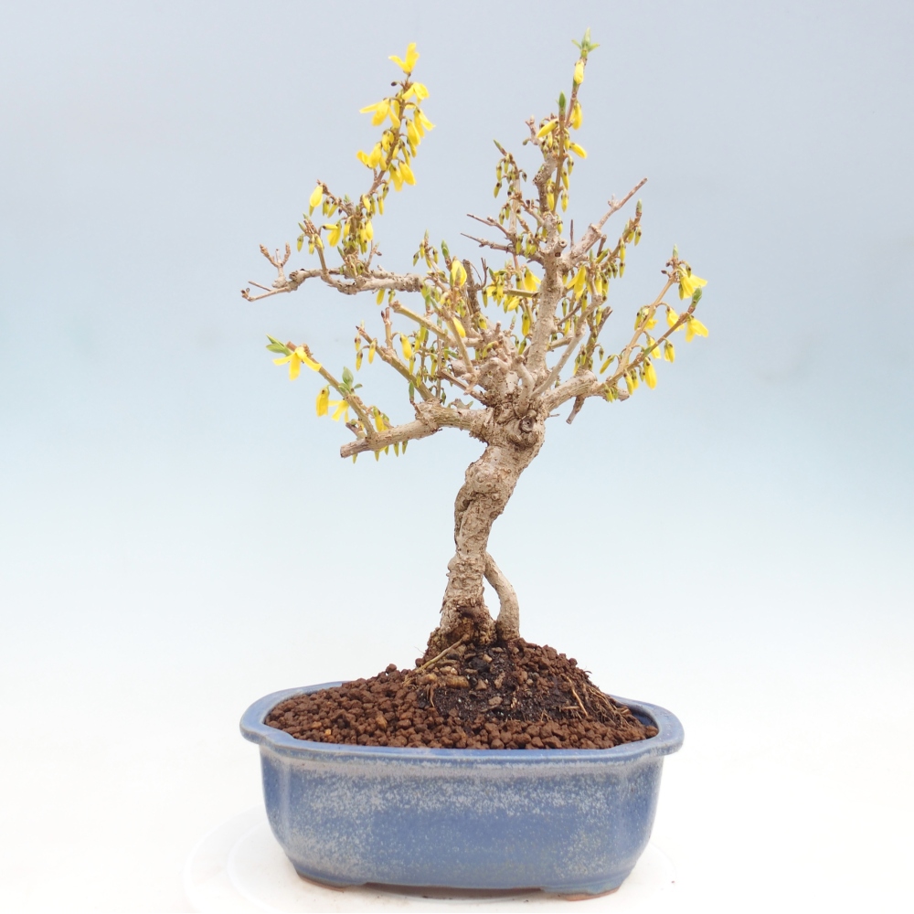 Kültéri bonsai - Zlatice - Forsythia koreana