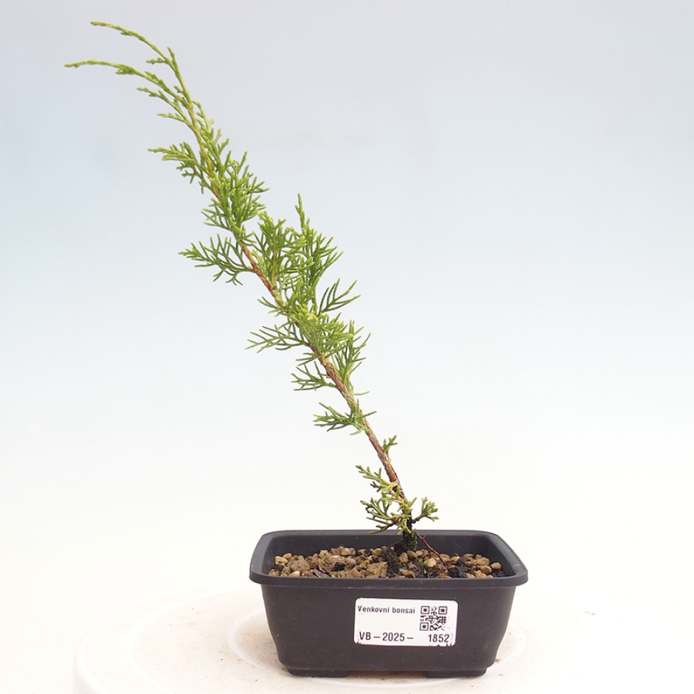 Kültéri bonsai - Juniperus chinensis Itoigawa