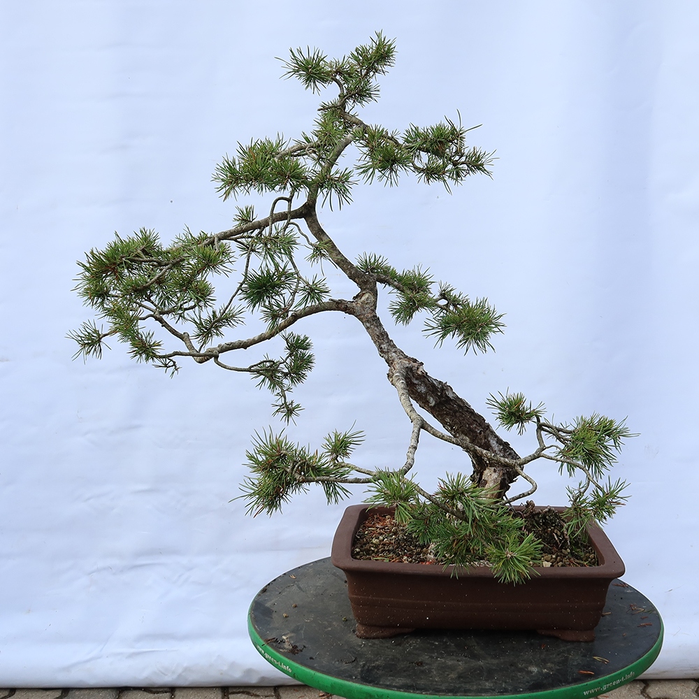 Pinus sylvestris Spanyolország – erdei fenyő