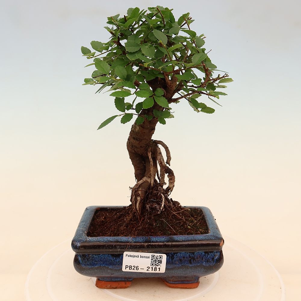 Szobai bonsai - Ulmus parvifolia - Kislevelű szilfa