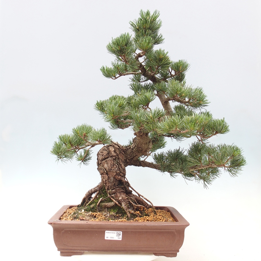 Kültéri bonsai - Pinus parviflora - Pinus parviflora
