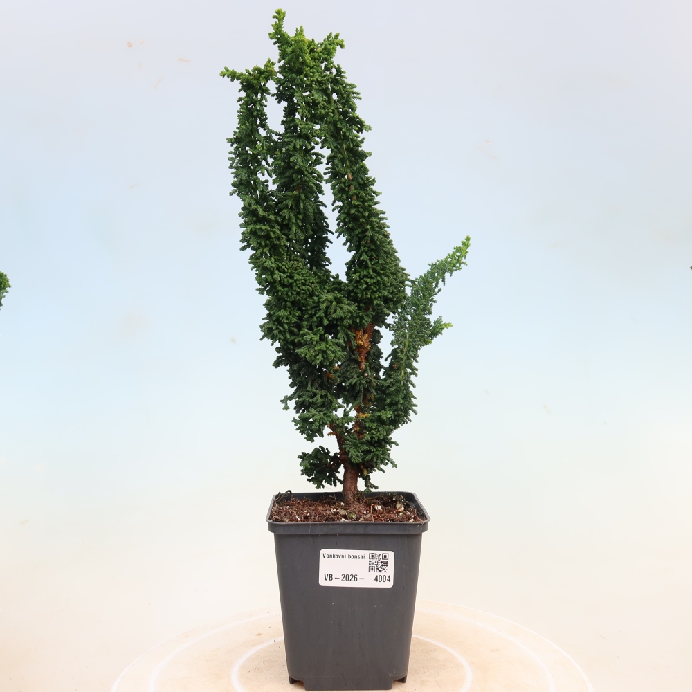 Kültéri bonsai - Cham. obtusa SEKKA HINOKI - Cifra ciprus