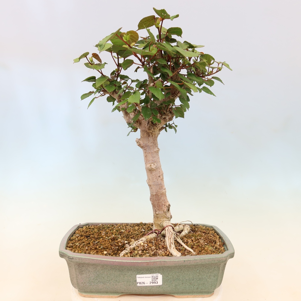 Beltéri bonsai - Hibiscus tiliaceus - tengeri hibiszkusz