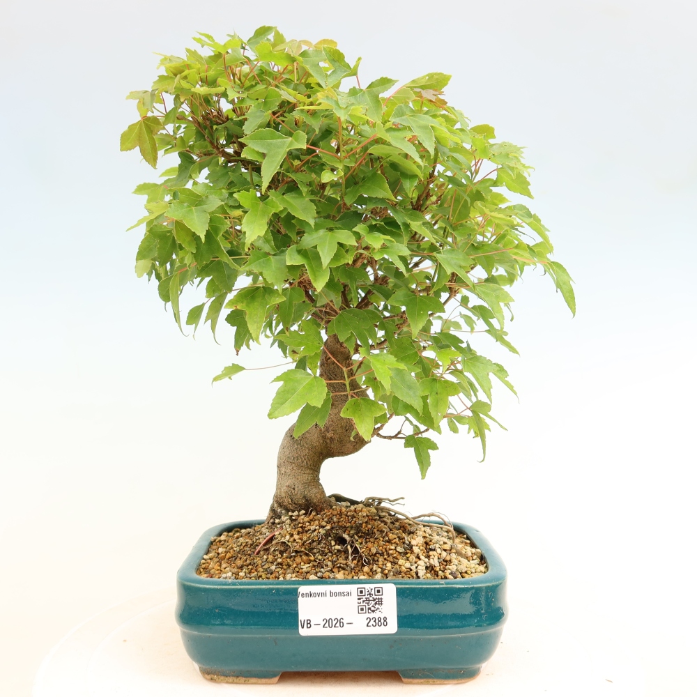 Kültéri bonsai - Juhar Burger - Acer Burgerianum