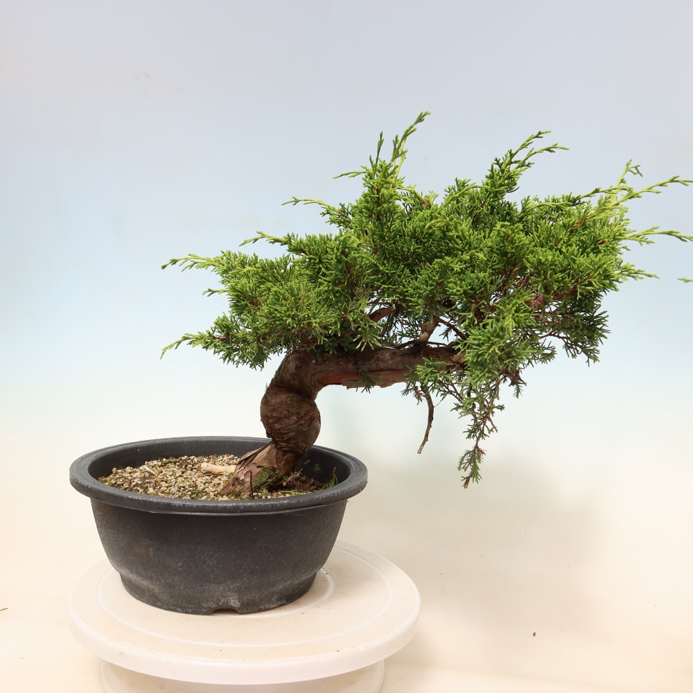 Kültéri bonsai - Juniperus chinensis Itoigawa-Juniperus chinensis