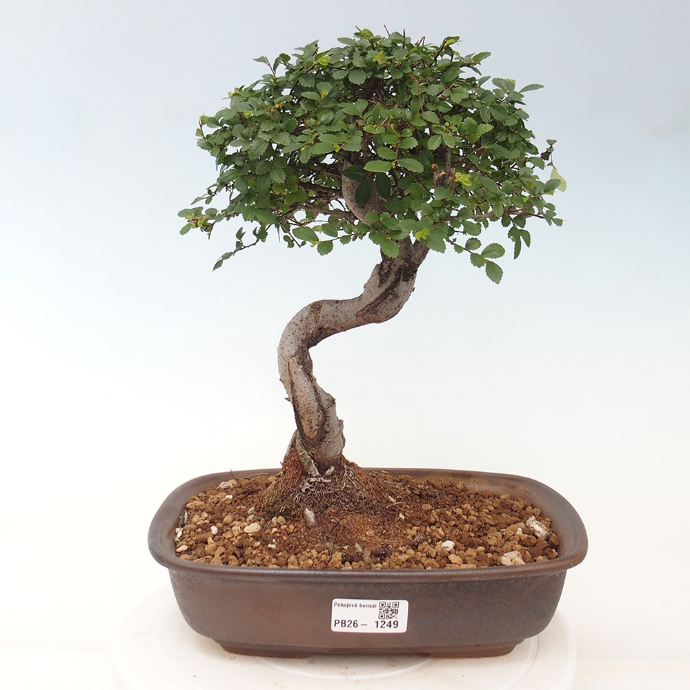 Szobai bonsai - Ulmus parvifolia - Kislevelű szilfa