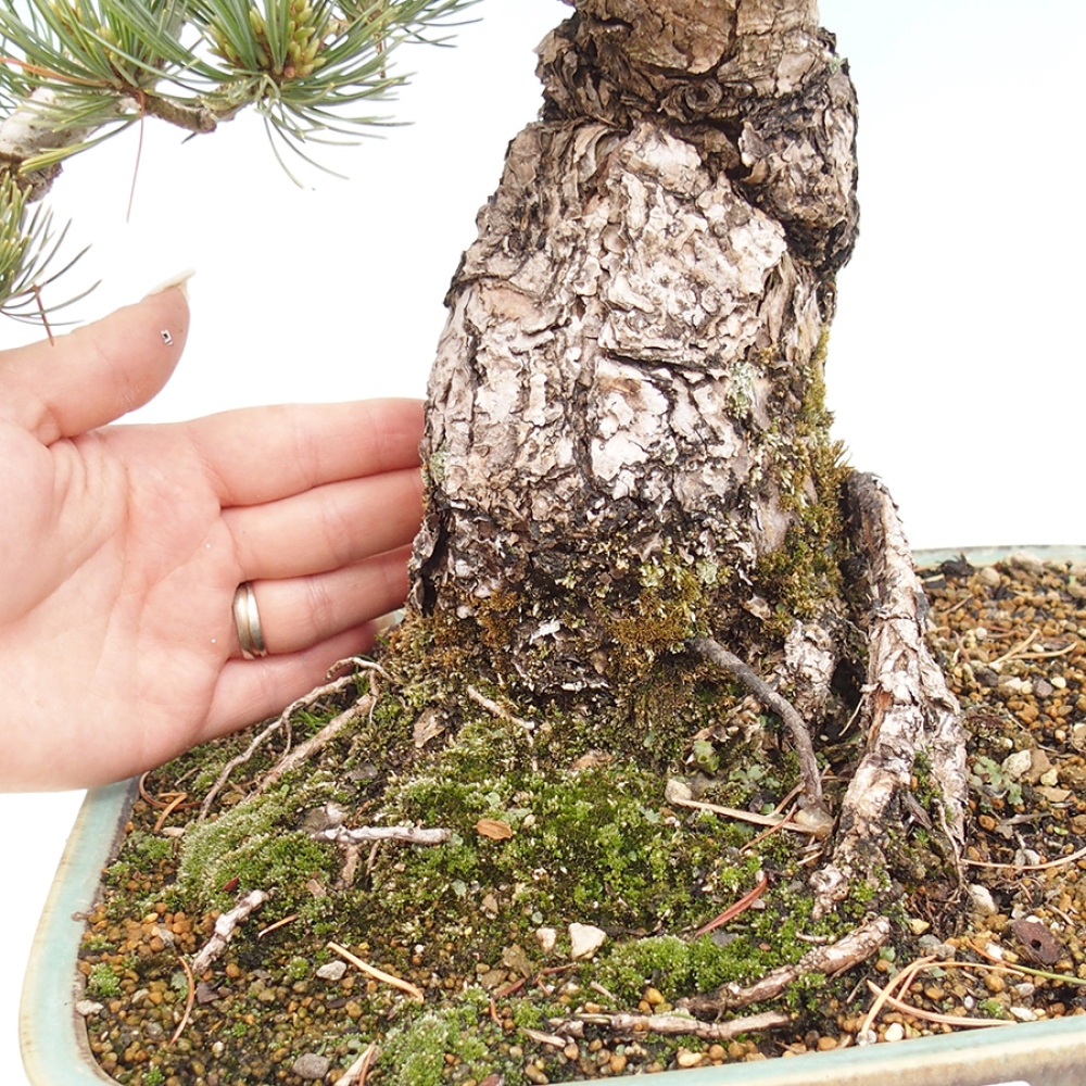 Kültéri bonsai - Pinus parviflora - Pinus parviflora