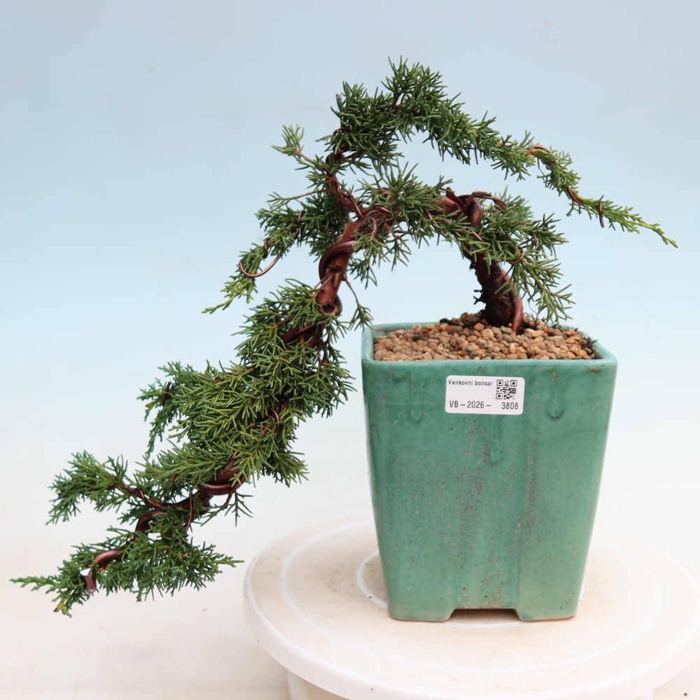 Kültéri bonsai - Juniperus chinensis Kishu