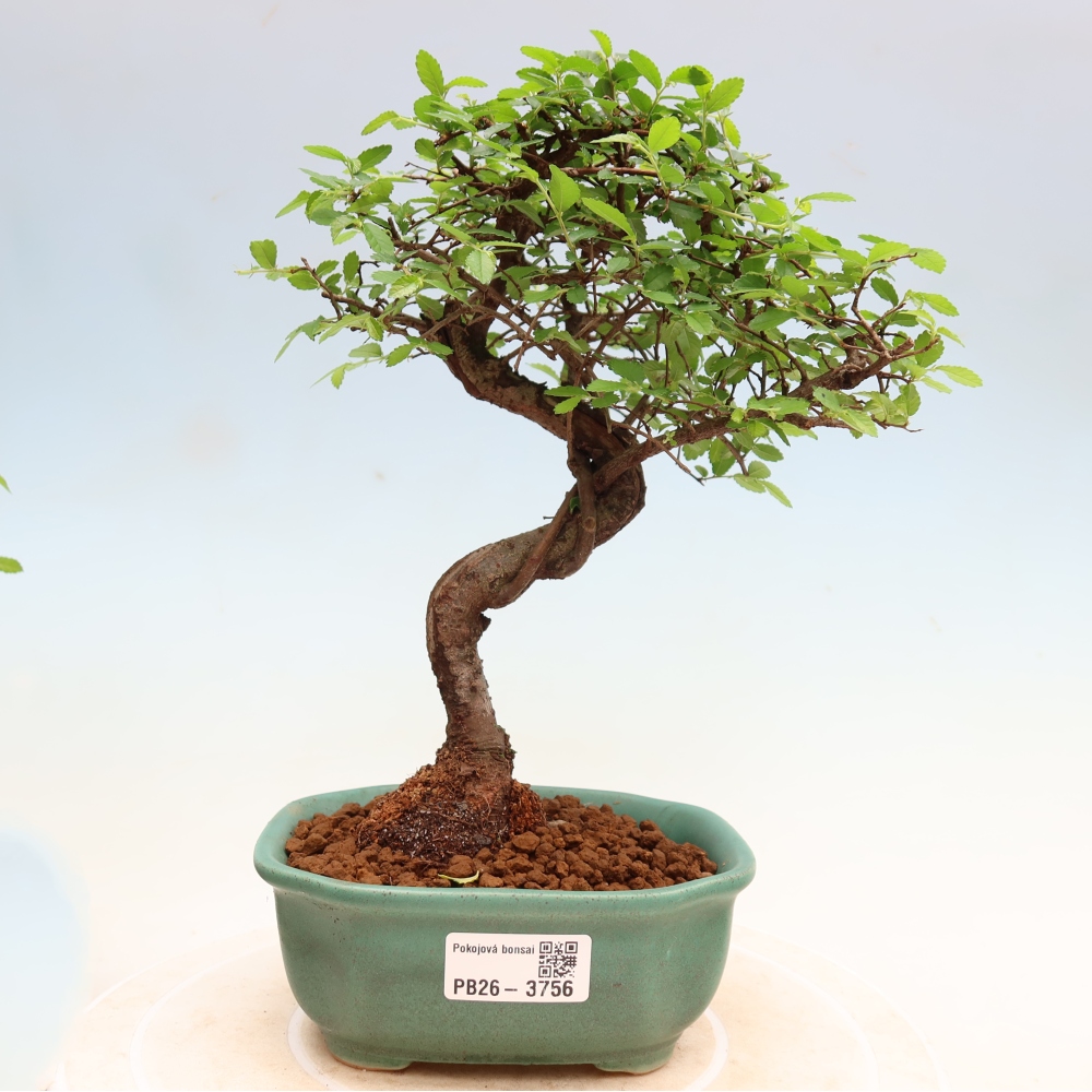 Szobai bonsai - Ulmus parvifolia - Kislevelű szilfa