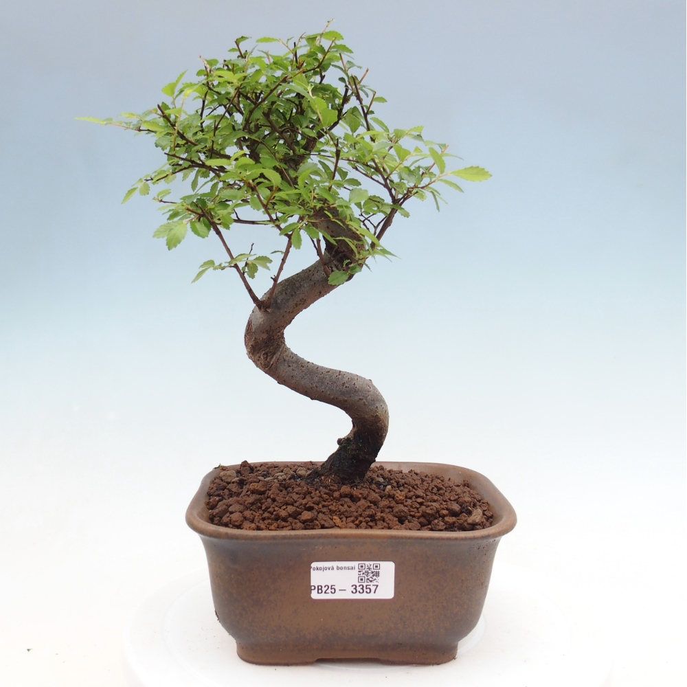 Szobai bonsai - Ulmus parvifolia - Kislevelű szilfa