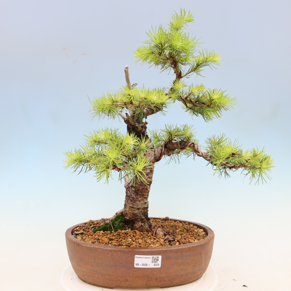 Kültéri bonsai - Larix decidua - vörösfenyő