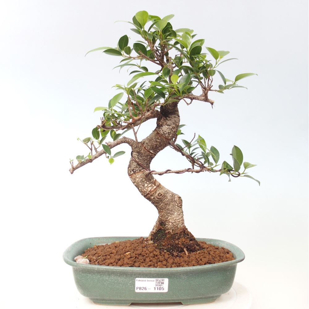 Szobai bonsai - Ficus kimmen - kislevelű fikusz