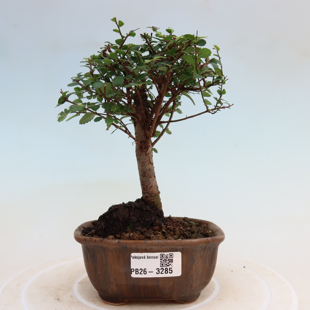 Szobai bonsai - Ulmus parvifolia - Kislevelű szilfa