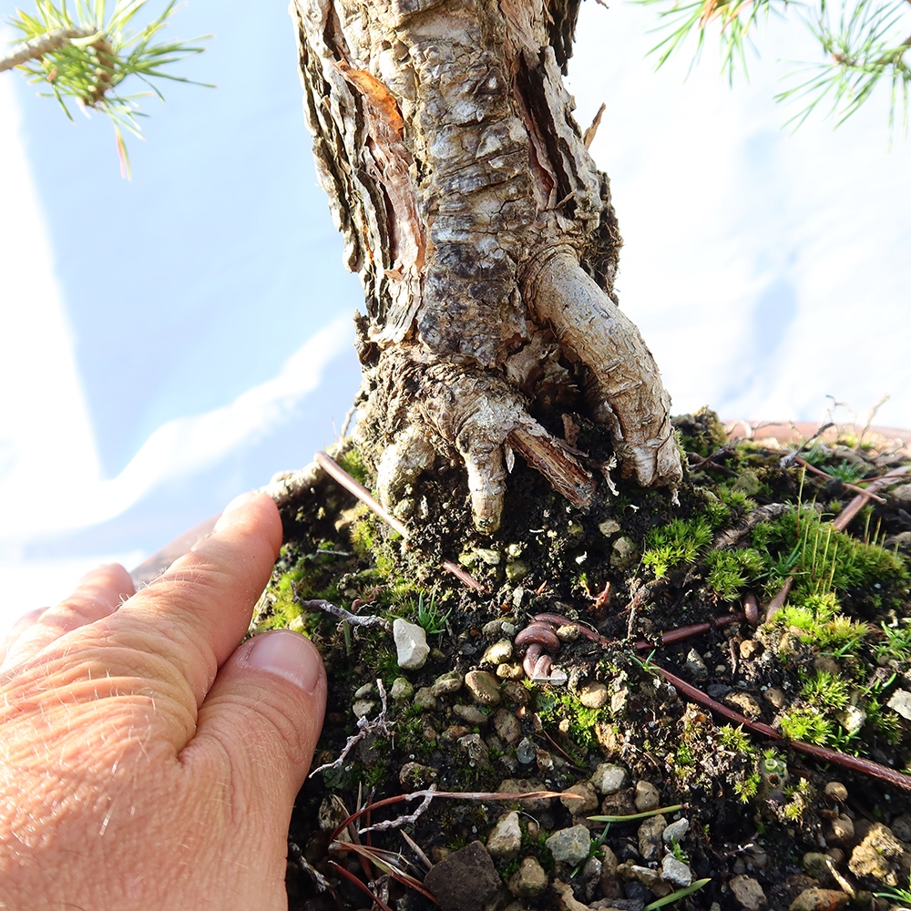 Pinus sylvestris Spanyolország – erdei fenyő